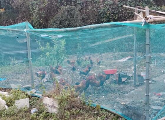 福建拆迁律师：农村鸡养殖场被认定为违建怎么办